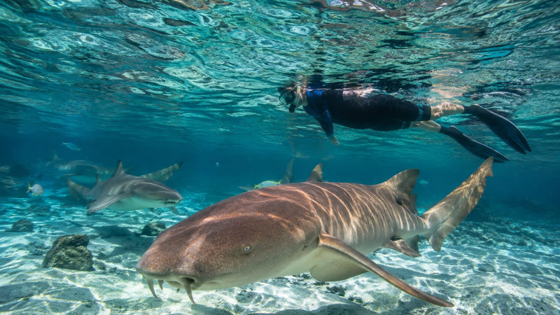 Visitors snorkel alongside nurse sharks in the waters of the Maldives.