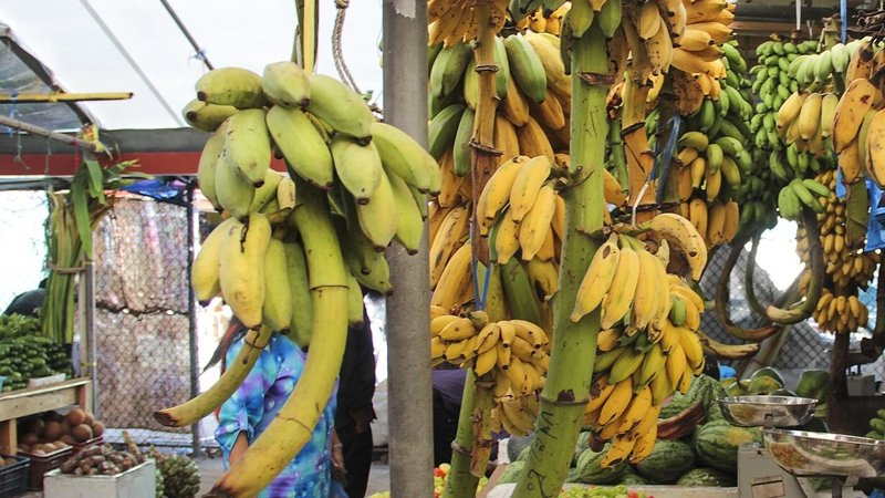 Bunches of bananas hanging over stalls of vegetables and fruit at the local market in Malé, with a shopper browsing