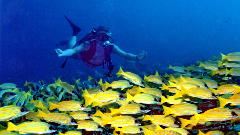 Scuba diver and a dense school of yellow snappers over a reef in clear blue water