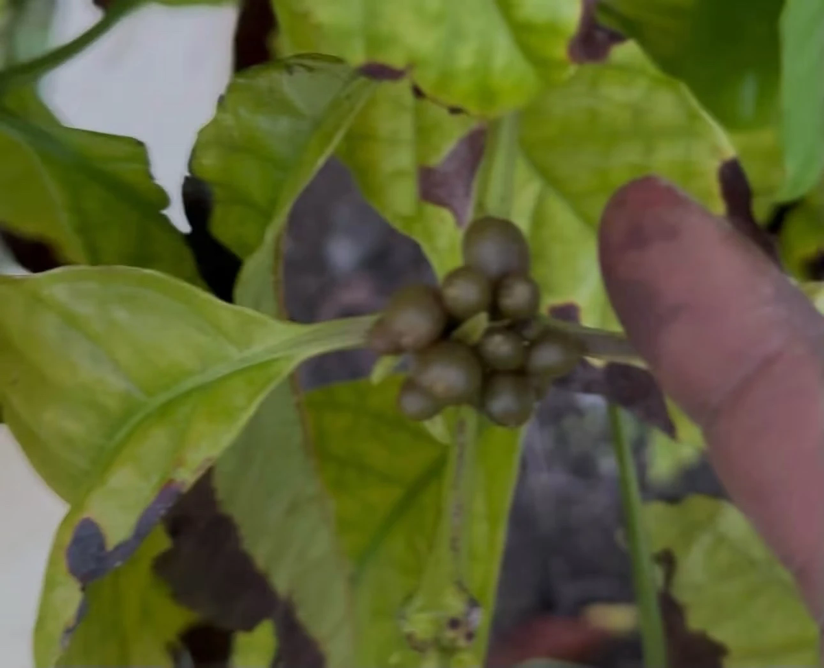 A cluster of round green coffee berries growing at a leaf joint on a coffee plant, with a finger pointing at them