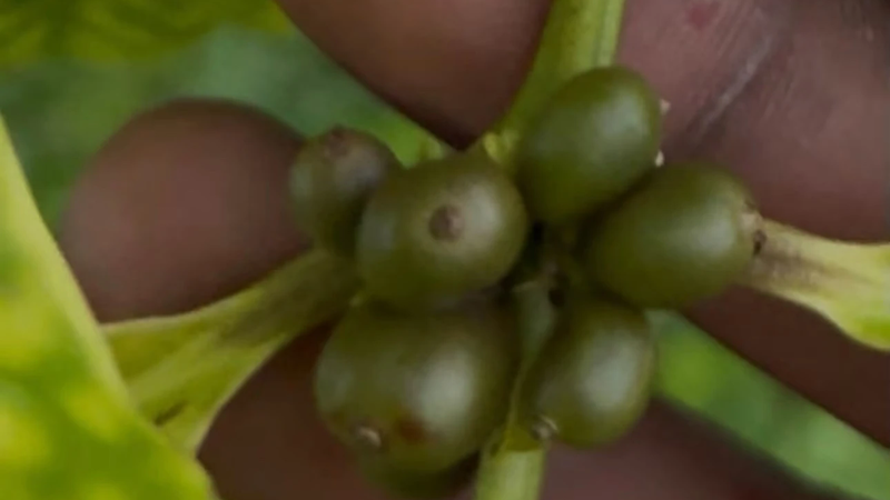 Close-up of a cluster of green coffee berries on a branch, held between a farmer's fingers, with large green leaves around