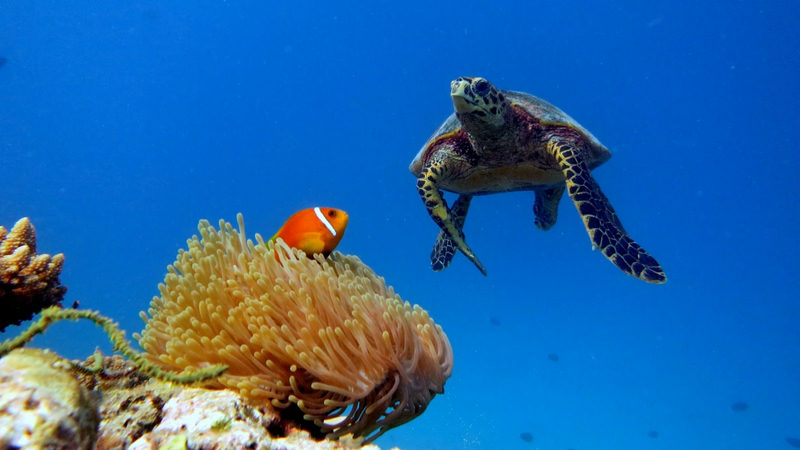 A hawksbill turtle swims above a sea anemone with an orange anemonefish on a reef in Baa Atoll