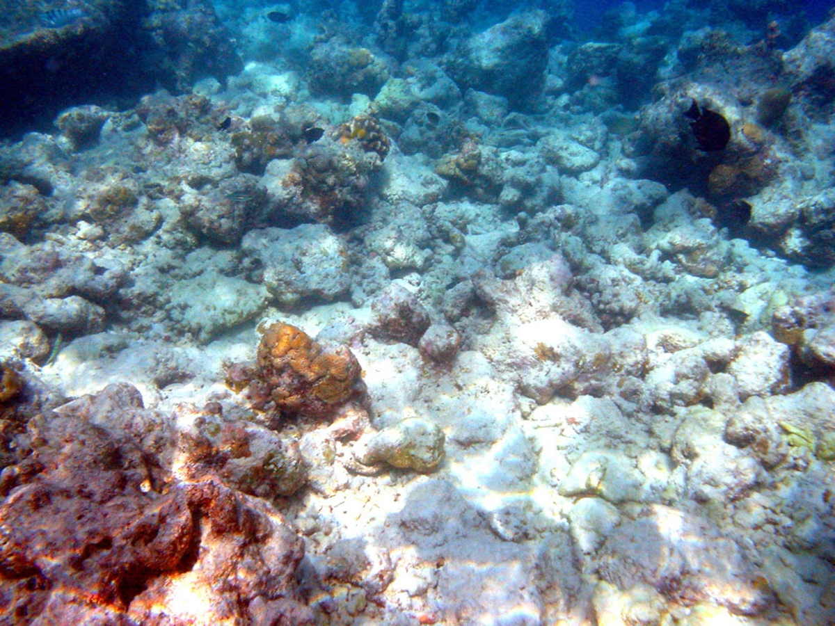 White, bleached corals on a shallow reef at Moofushi