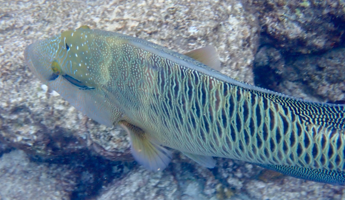 A Napoleon wrasse with patterned green scales swims past a rock
