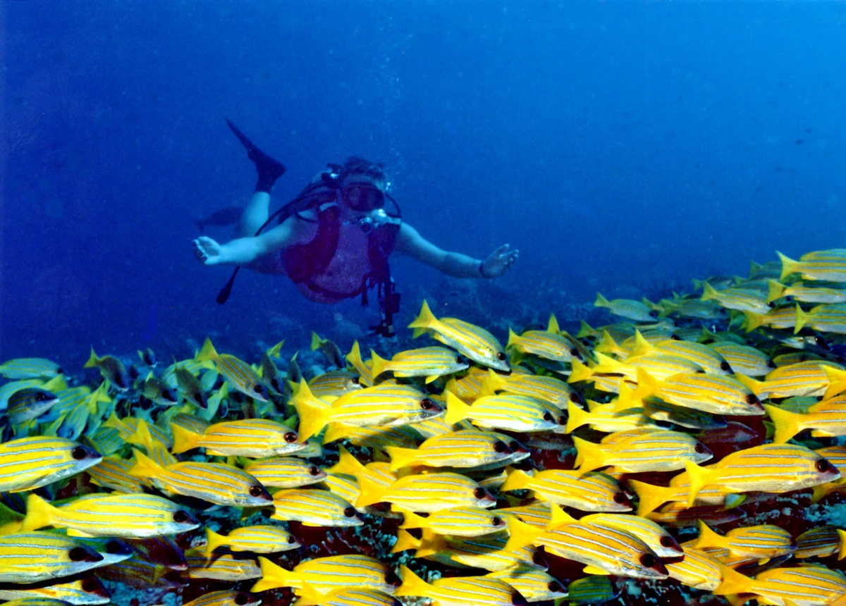 A school of sweetlips fish hovers beside the coral of Banana Reef