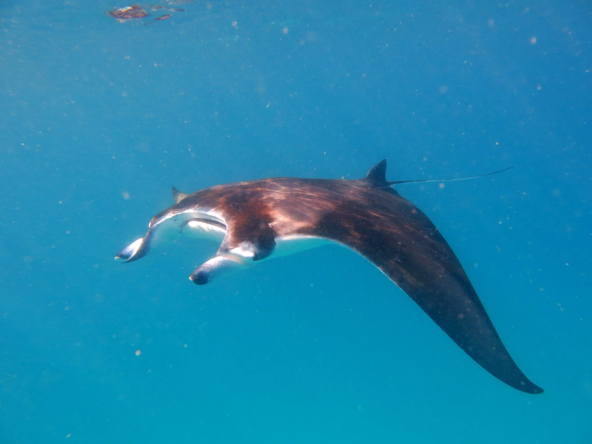 A reef manta ray glides over the reef with its wings spread