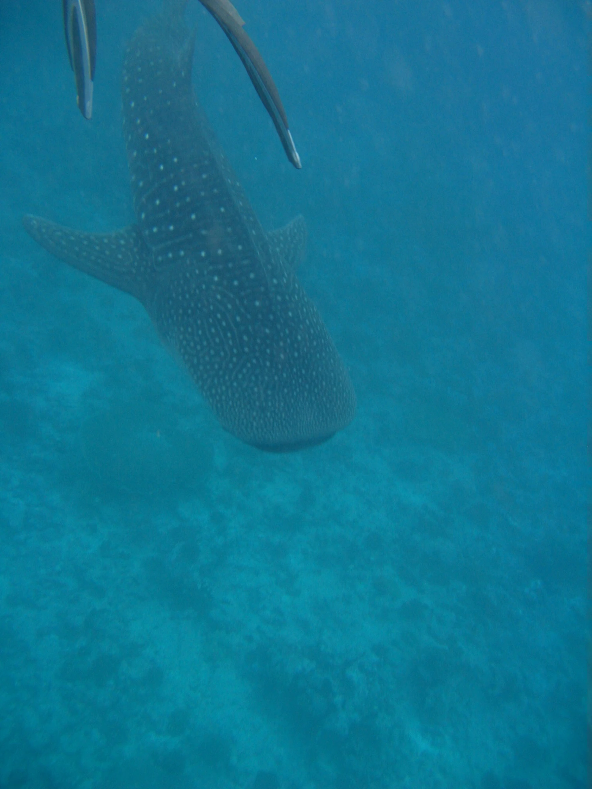 A spotted whale shark swims in blue water