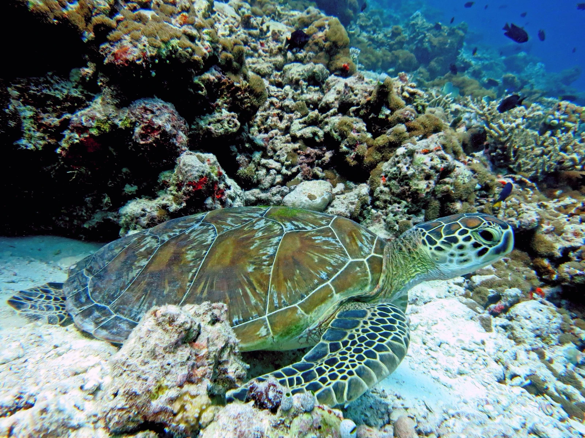 A green turtle on a coral reef in Baa Atoll