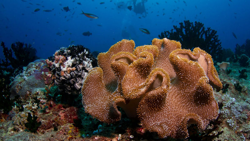 A large ruffled brown soft coral on a Maldivian reef, with a feather star beside it and fish and divers in blue water behind