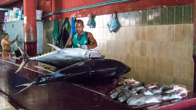 A man in a green apron stands behind two large yellowfin tuna on a tiled counter at a fish market, with smaller reef fish laid out beside them.