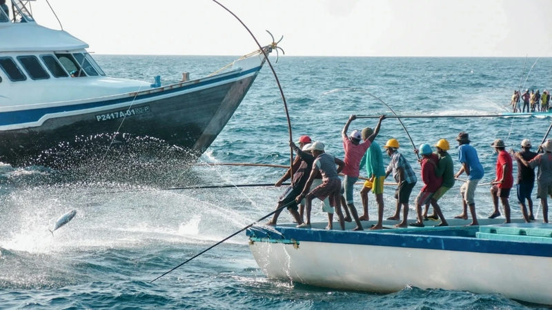 Maldivian fishermen in hard hats catch skipjack tuna with bamboo poles from the side of a white fishing boat