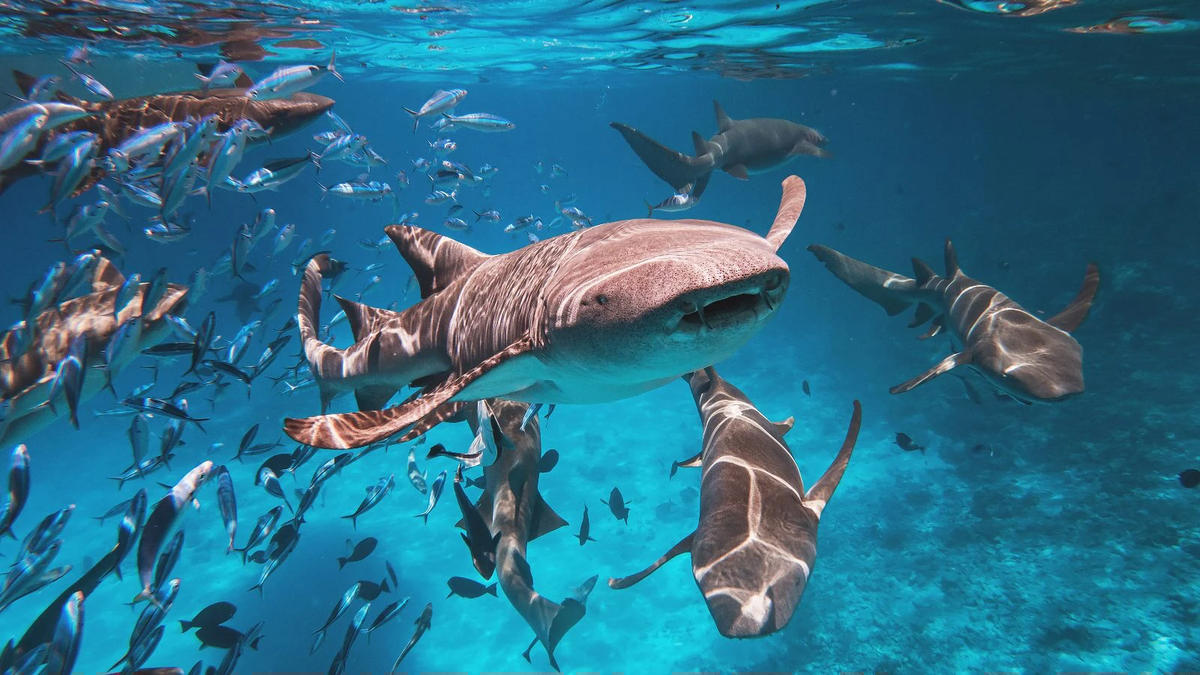 Tawny nurse sharks swimming with a school of fish in clear blue water in Vaavu Atoll, Maldives